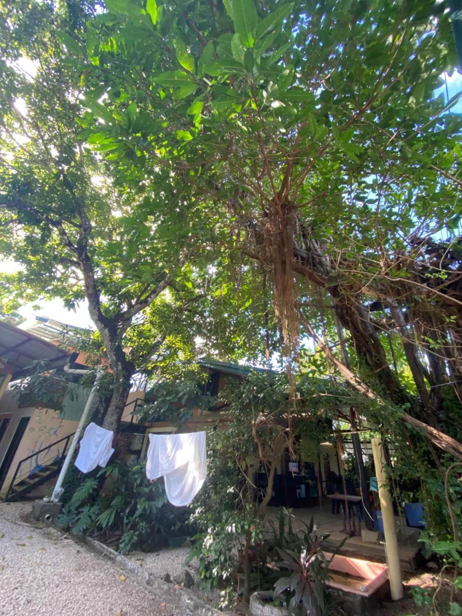 Cabinas Surf Arribadas Ostional Wildlife Refuge Εξωτερικό φωτογραφία