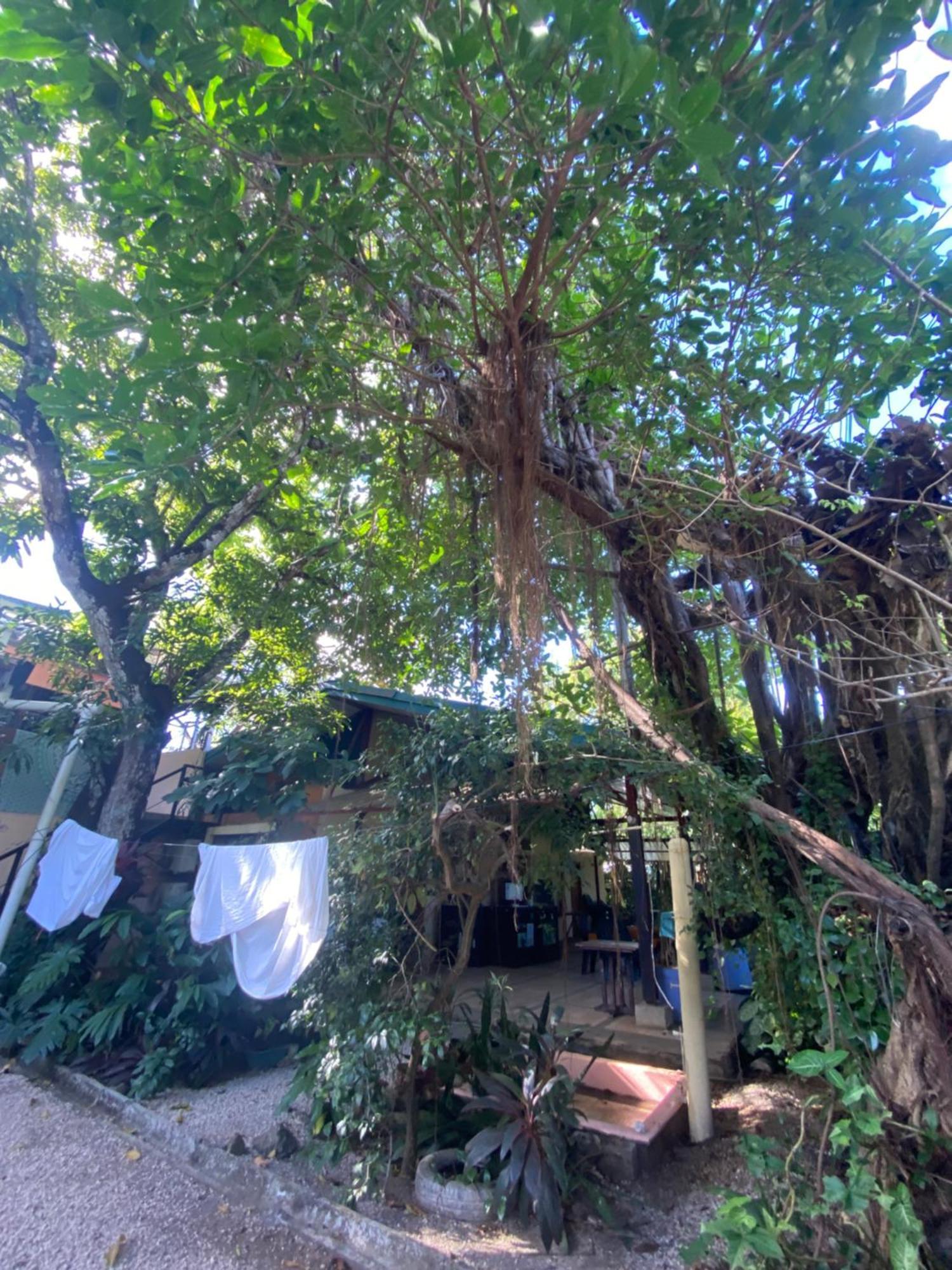 Cabinas Surf Arribadas Ostional Wildlife Refuge Εξωτερικό φωτογραφία