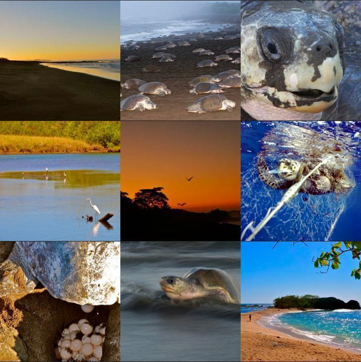 Cabinas Surf Arribadas Ostional Wildlife Refuge Εξωτερικό φωτογραφία