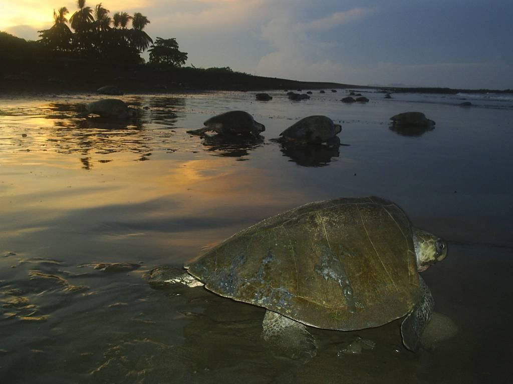 Cabinas Surf Arribadas Ostional Wildlife Refuge Εξωτερικό φωτογραφία