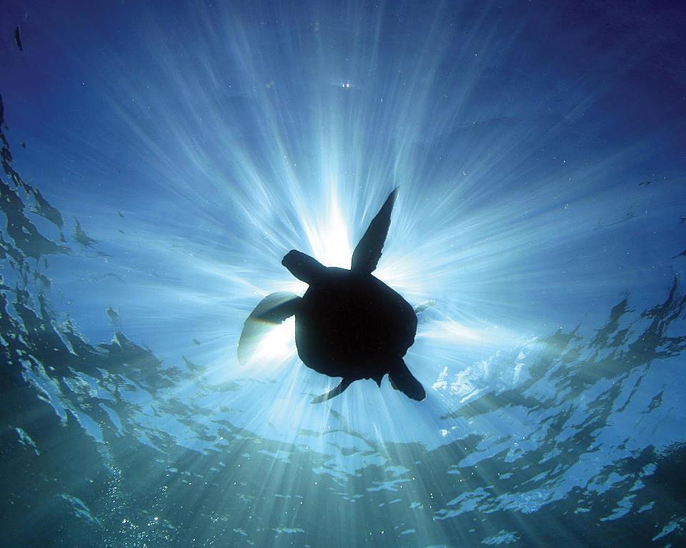 Cabinas Surf Arribadas Ostional Wildlife Refuge Εξωτερικό φωτογραφία
