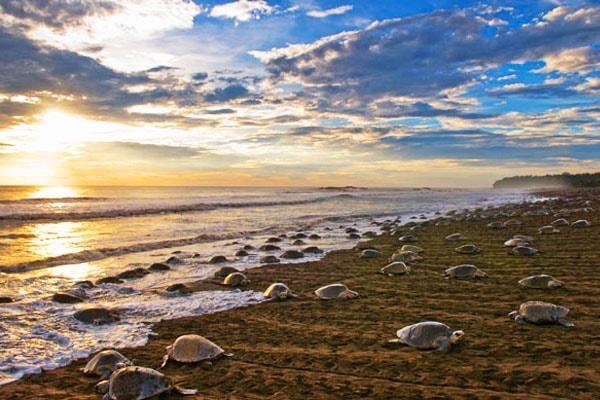 Cabinas Surf Arribadas Ostional Wildlife Refuge Εξωτερικό φωτογραφία