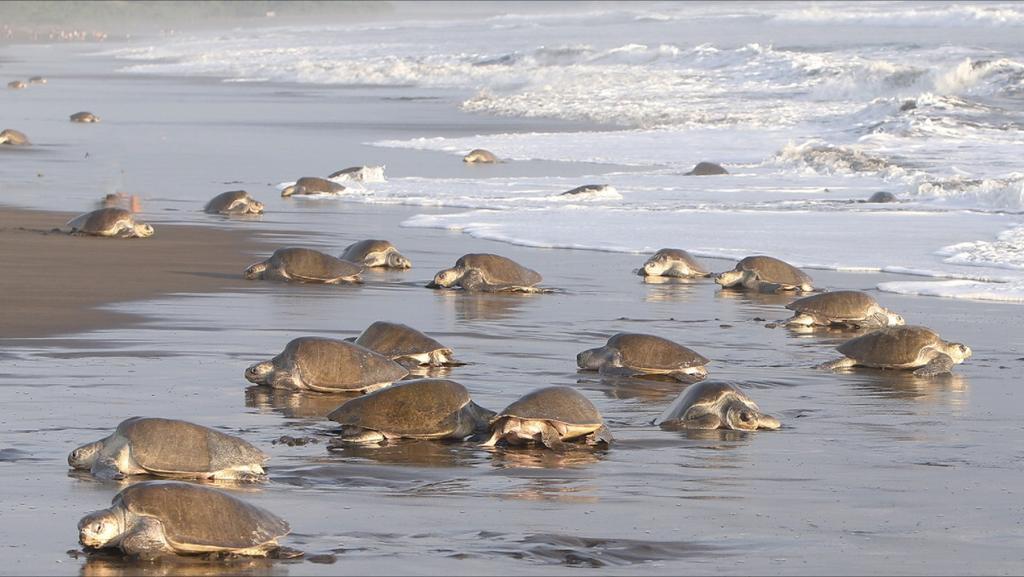 Cabinas Surf Arribadas Ostional Wildlife Refuge Εξωτερικό φωτογραφία