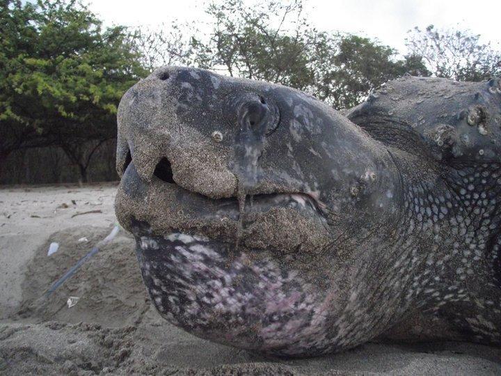 Cabinas Surf Arribadas Ostional Wildlife Refuge Εξωτερικό φωτογραφία