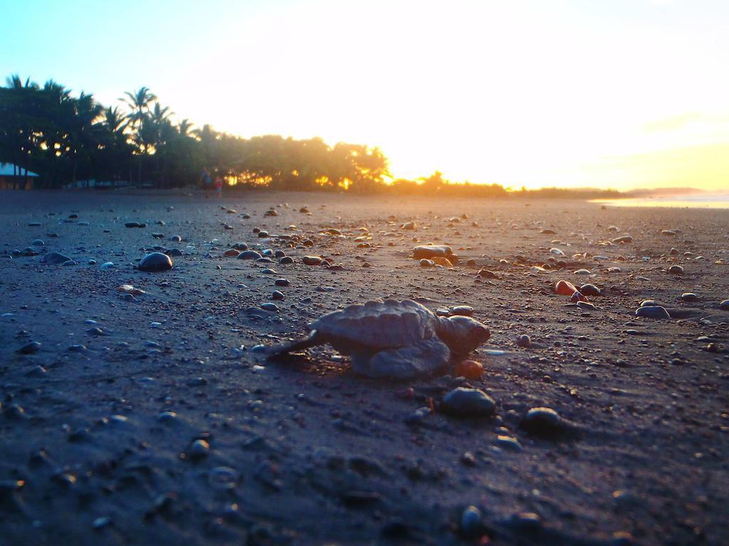 Cabinas Surf Arribadas Ostional Wildlife Refuge Εξωτερικό φωτογραφία