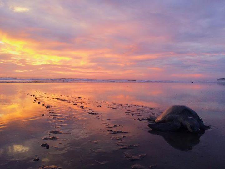 Cabinas Surf Arribadas Ostional Wildlife Refuge Εξωτερικό φωτογραφία