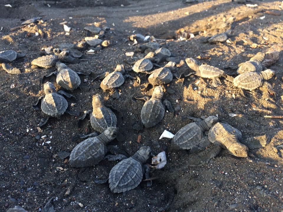 Cabinas Surf Arribadas Ostional Wildlife Refuge Εξωτερικό φωτογραφία