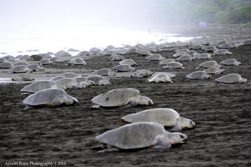 Cabinas Surf Arribadas Ostional Wildlife Refuge Εξωτερικό φωτογραφία