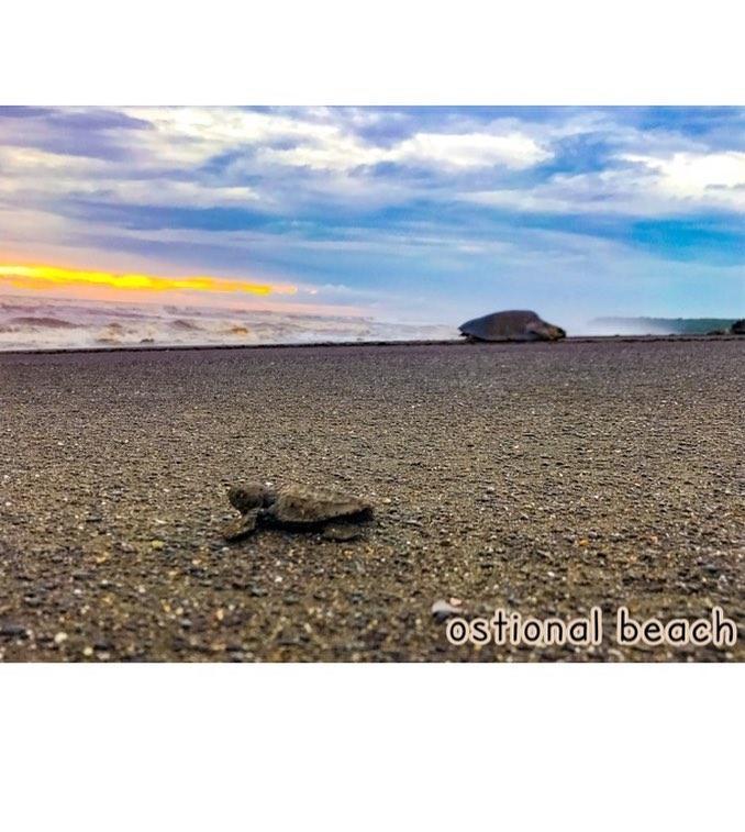 Cabinas Surf Arribadas Ostional Wildlife Refuge Εξωτερικό φωτογραφία