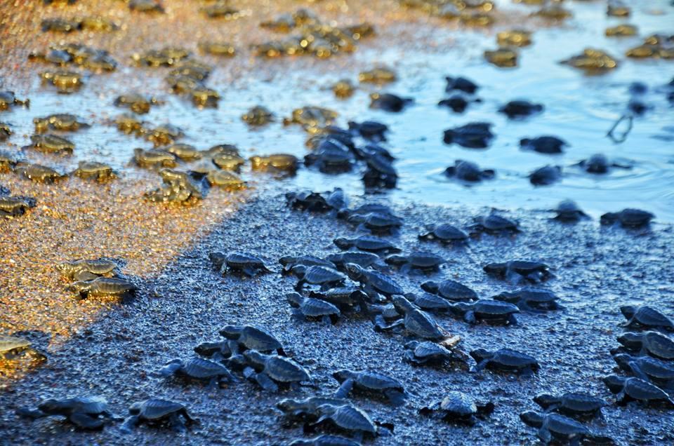 Cabinas Surf Arribadas Ostional Wildlife Refuge Εξωτερικό φωτογραφία