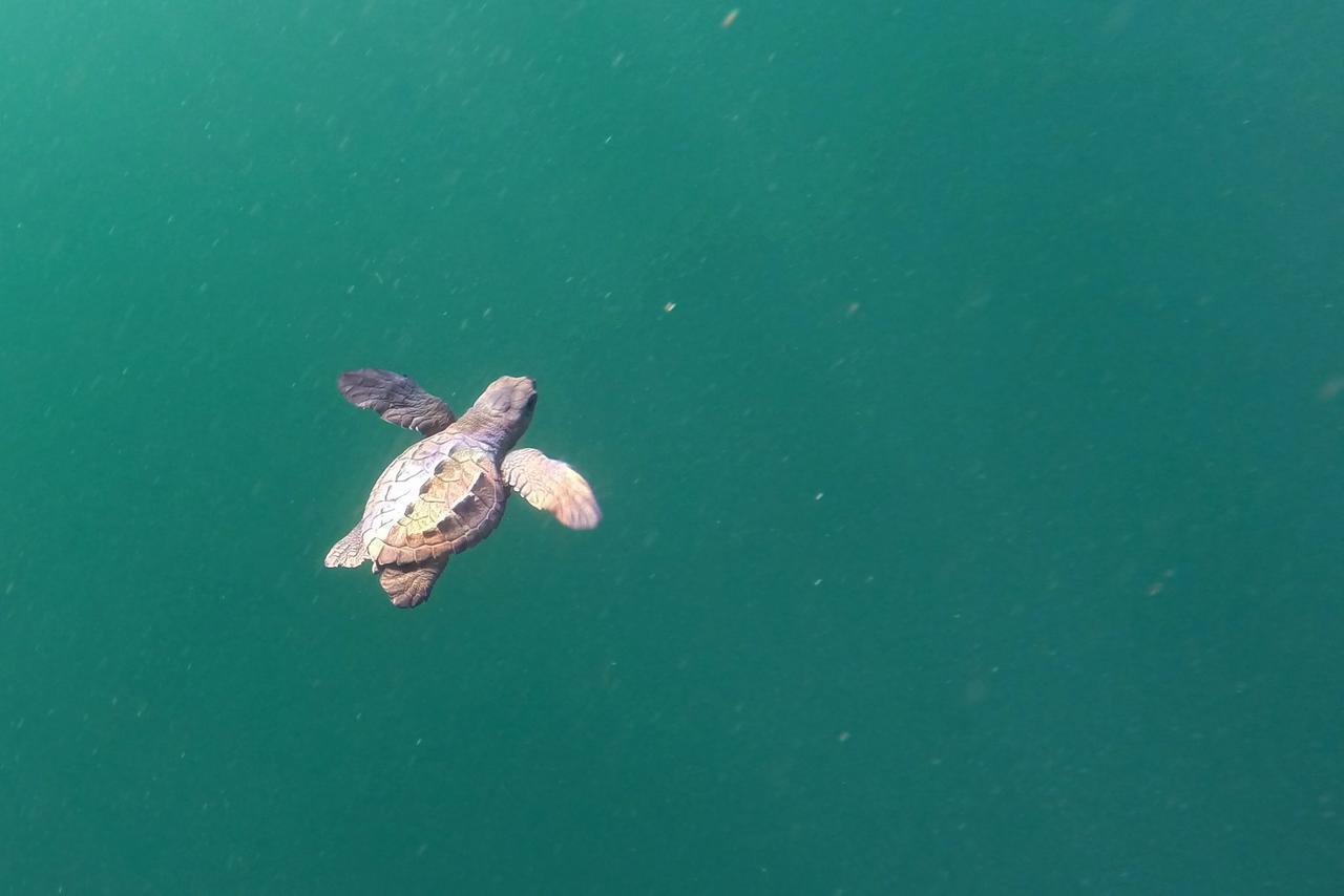 Cabinas Surf Arribadas Ostional Wildlife Refuge Εξωτερικό φωτογραφία
