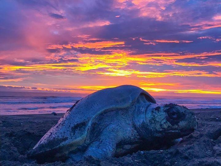 Cabinas Surf Arribadas Ostional Wildlife Refuge Εξωτερικό φωτογραφία