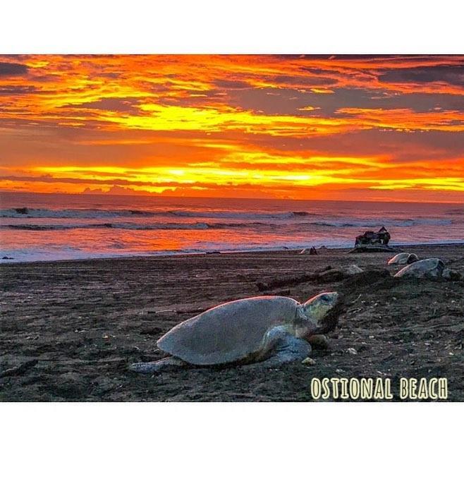 Cabinas Surf Arribadas Ostional Wildlife Refuge Εξωτερικό φωτογραφία